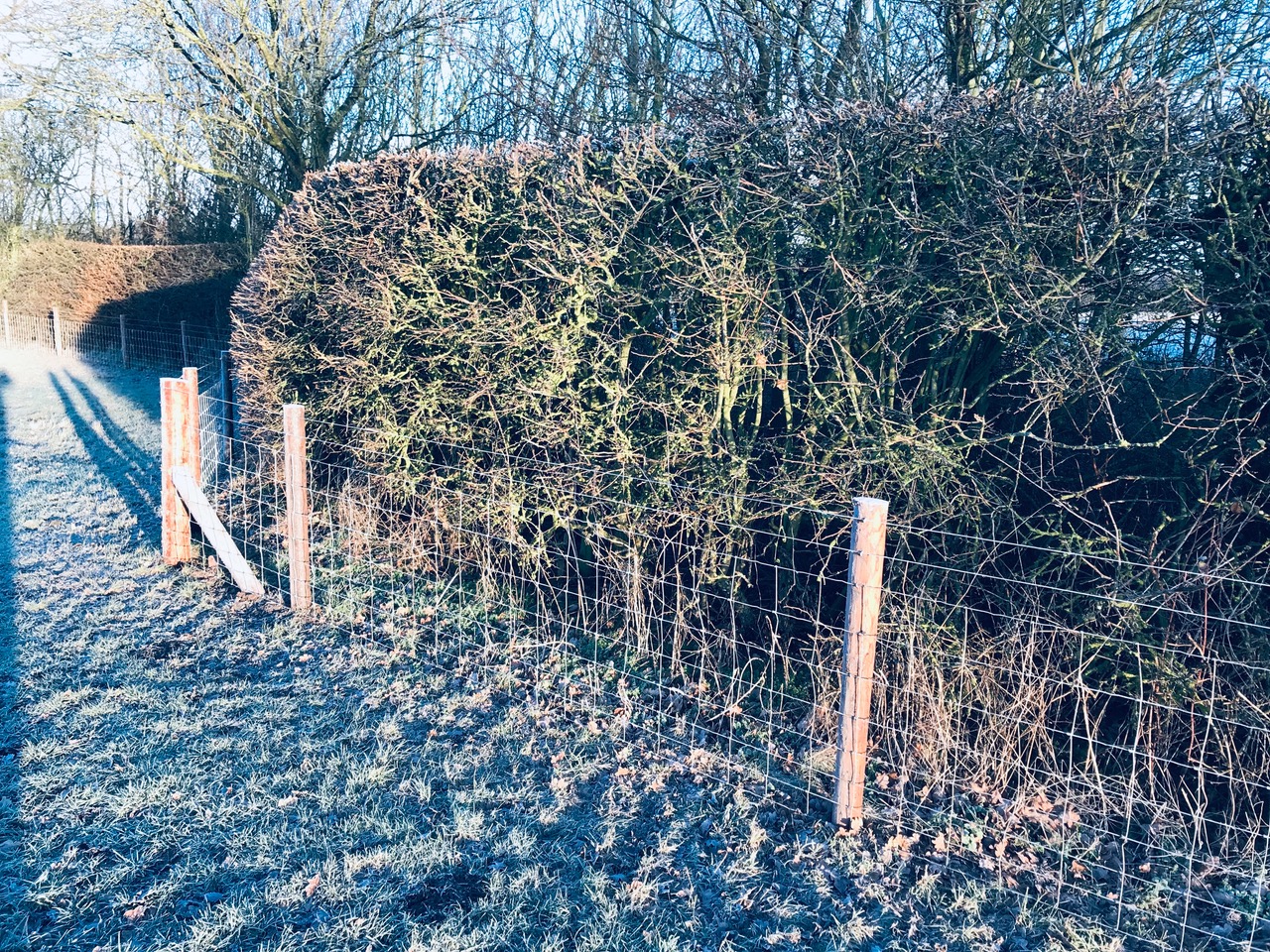 Stock fencing on timber posts beside a frosty hedge